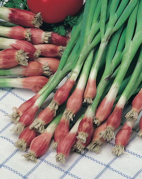 Onion Spring Crimson Forest