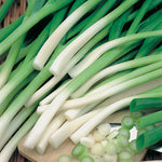 Onion Spring Galloper F1 Hybrid