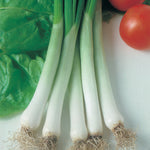 Onion Spring Long White
