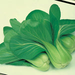 Oriental Pak Choi Green Fortune