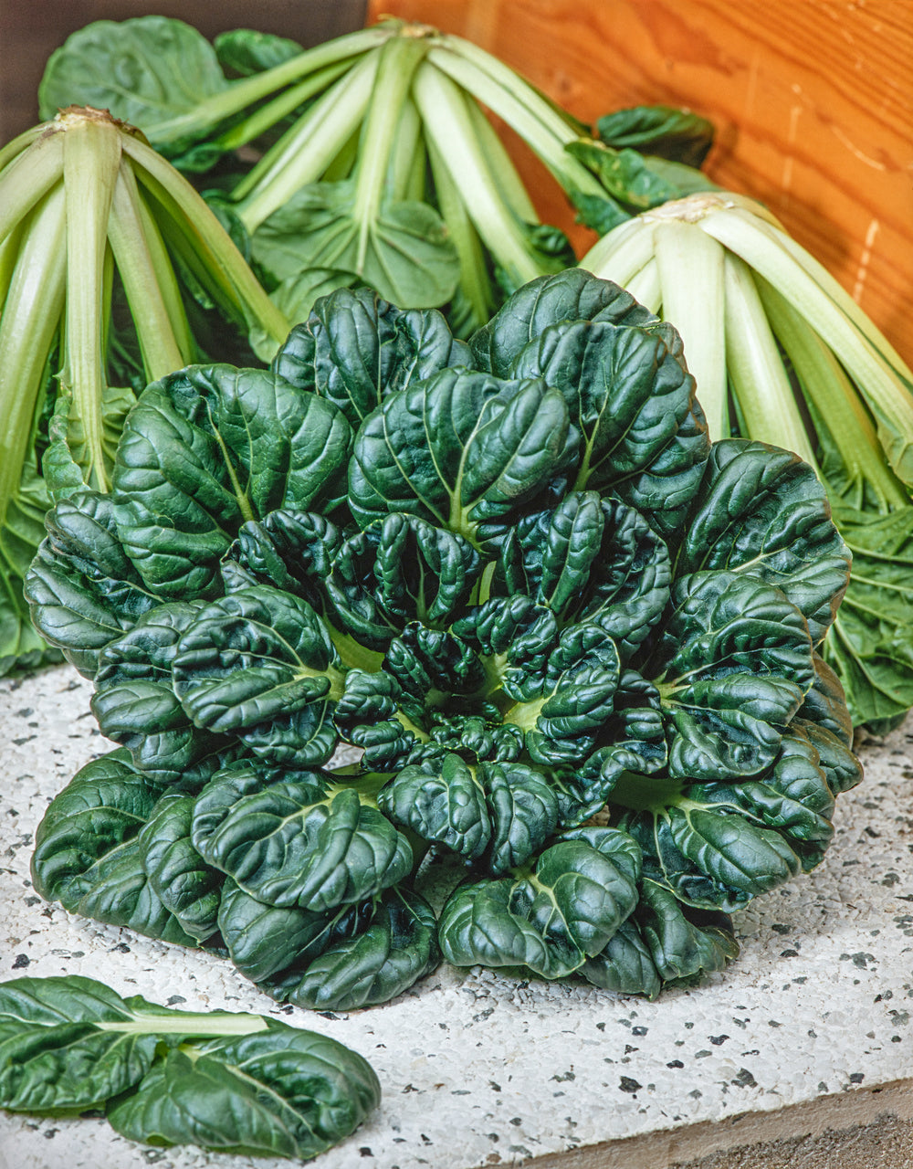 Oriental Tatsoi