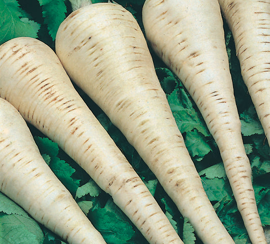 Parsnip Supersnip