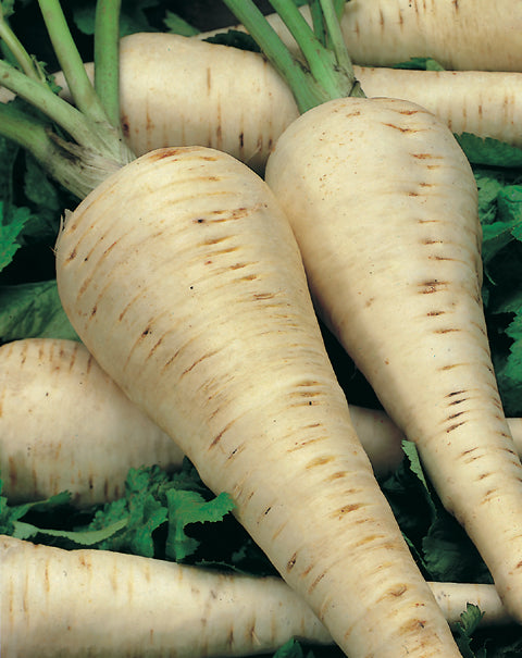 Parsnip Hollow Crown