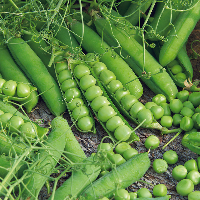 Peas Feathers Tendril