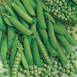 Peas Dwarf Massey