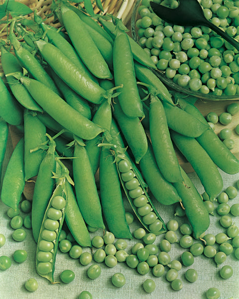 Peas Dwarf Massey