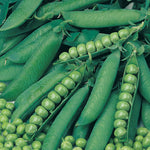 Peas Onward