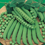 Peas Easy Peasy