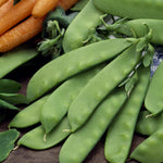 Peas Sugar - Oregon (Snow Pea)