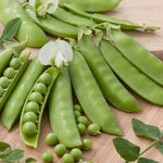Peas Sugarsnap Tall