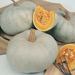 Pumpkin Whangaparoa Crown