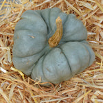 Pumpkin Triamble