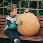 Pumpkin Atlantic Giant