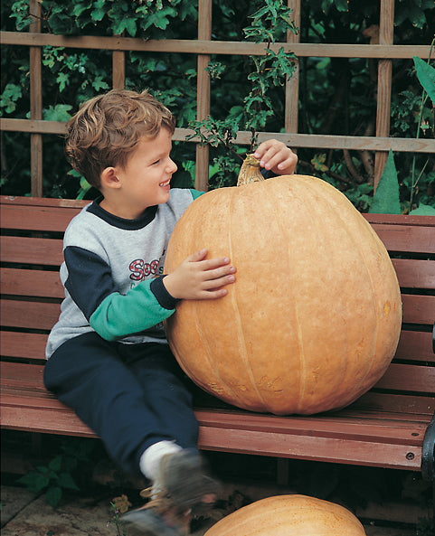 Pumpkin Atlantic Giant