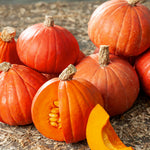 Pumpkin Squash Gold Nugget