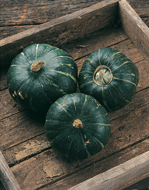 Pumpkin Squash Buttercup Burgess Trailing