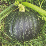 Pumpkin Squash Rambling Roger
