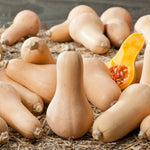 Pumpkin Squash Butternut Buffy's Gold
