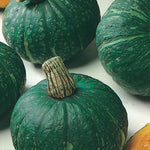 Pumpkin Squash Delica F1 Hybrid Buttercup