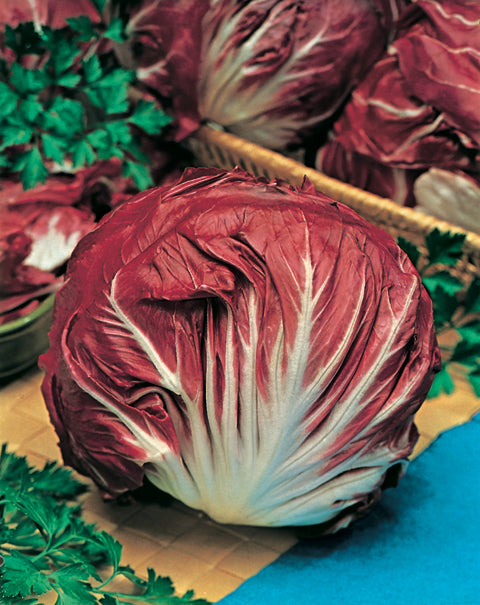Radicchio Palla Rosa – Egmont Seeds