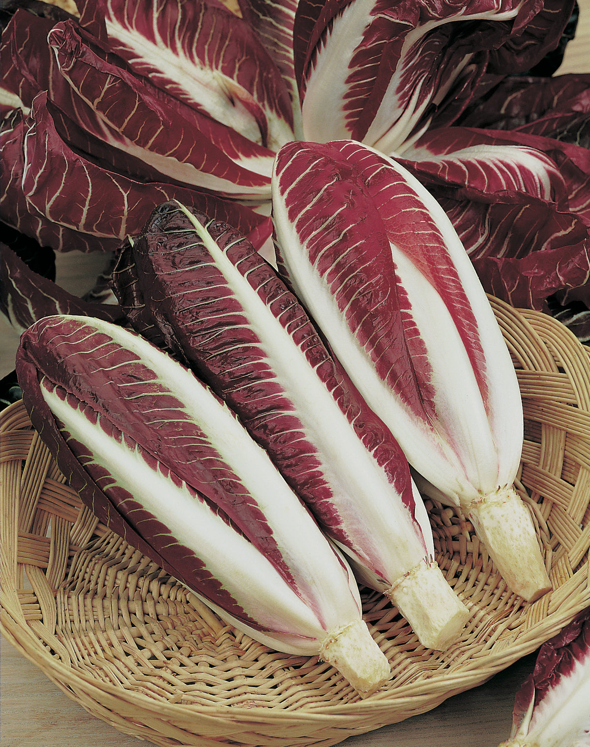 Radicchio Red Traviso – Egmont Seeds