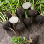 Radish Black Spanish