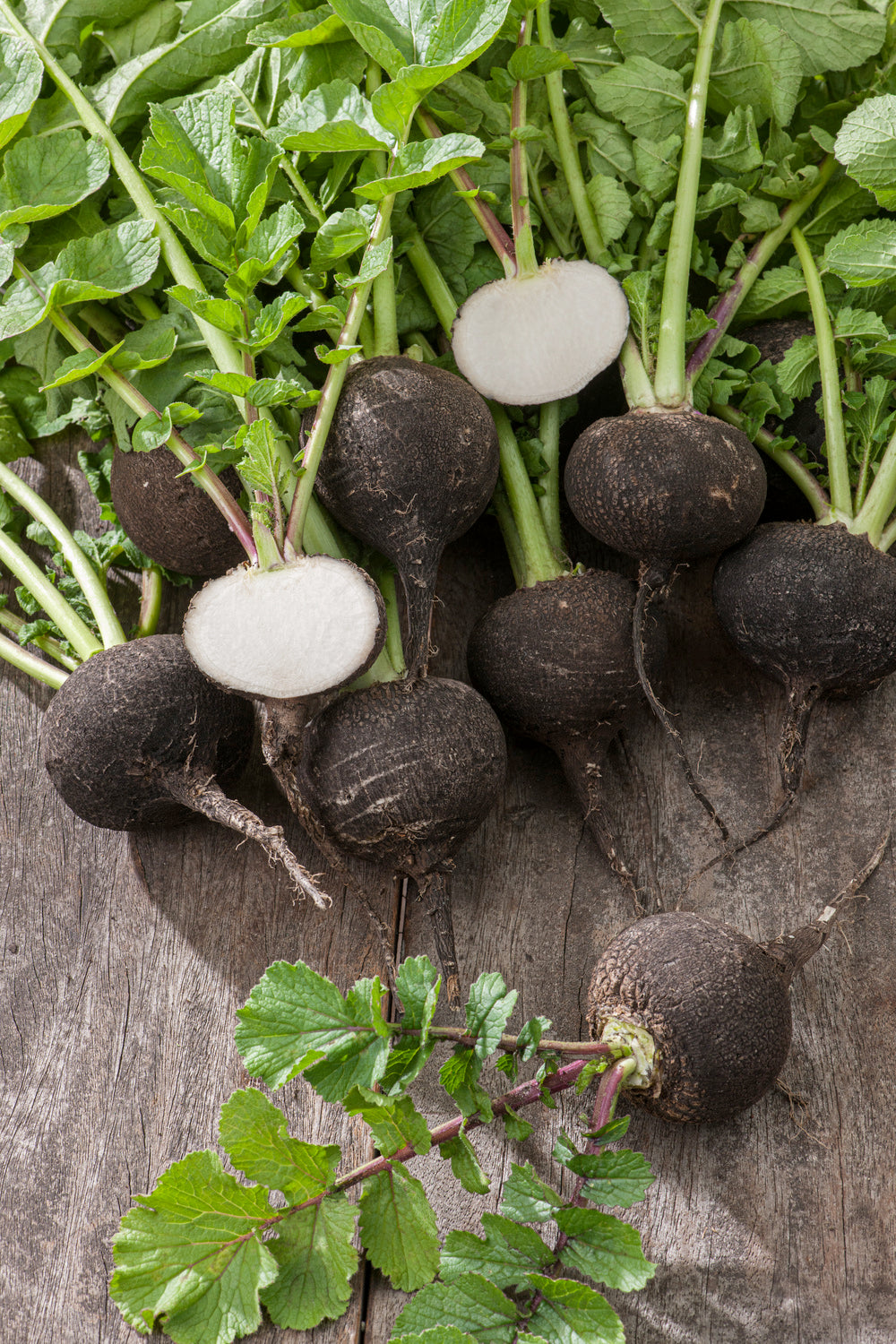 Radish Black Spanish