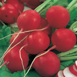 Radish Cabernet F1 Hybrid