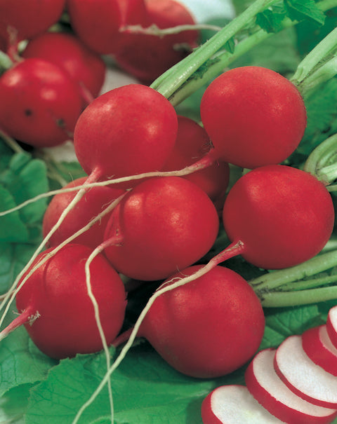 Radish Cabernet F1 Hybrid