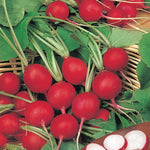 Radish Champion