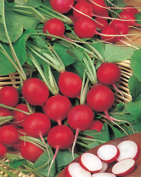 Radish Champion