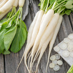 Radish Daikon Omny F1 Hybrid