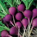 Radish Amethyst
