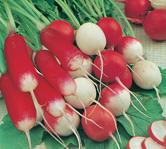 Radish Mixed