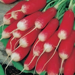 Radish French Breakfast