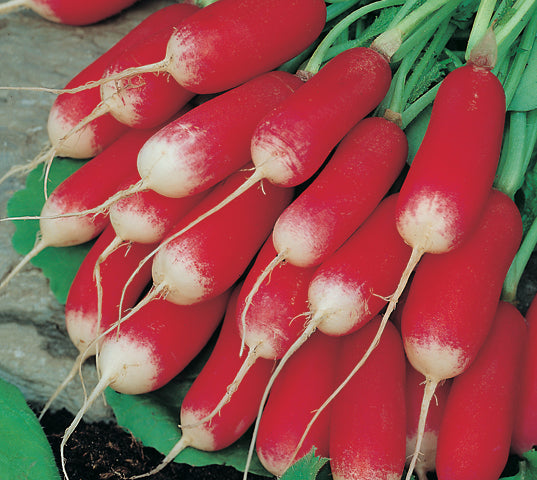 Radish French Breakfast