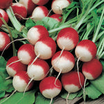Radish Sparkler