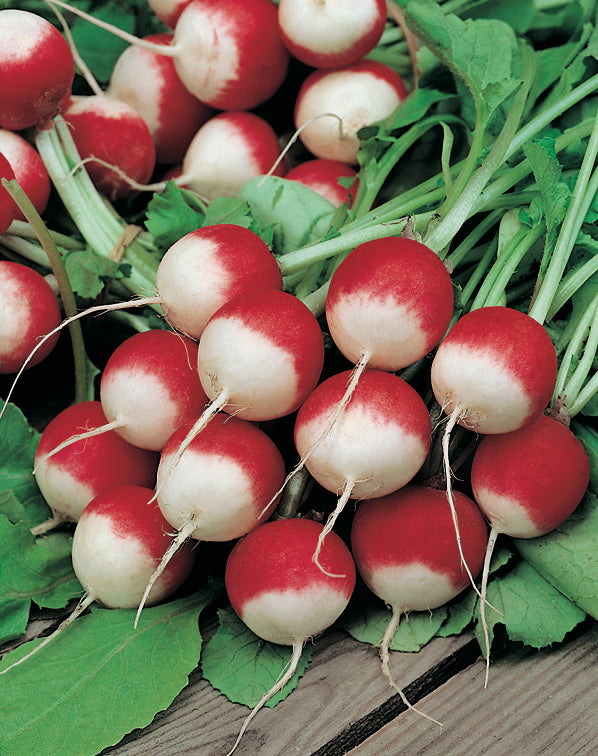 Radish Sparkler