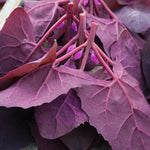 Spinach Orach