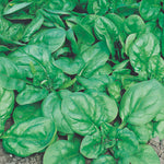 Spinach Andromeda