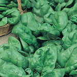 Spinach Perpetual