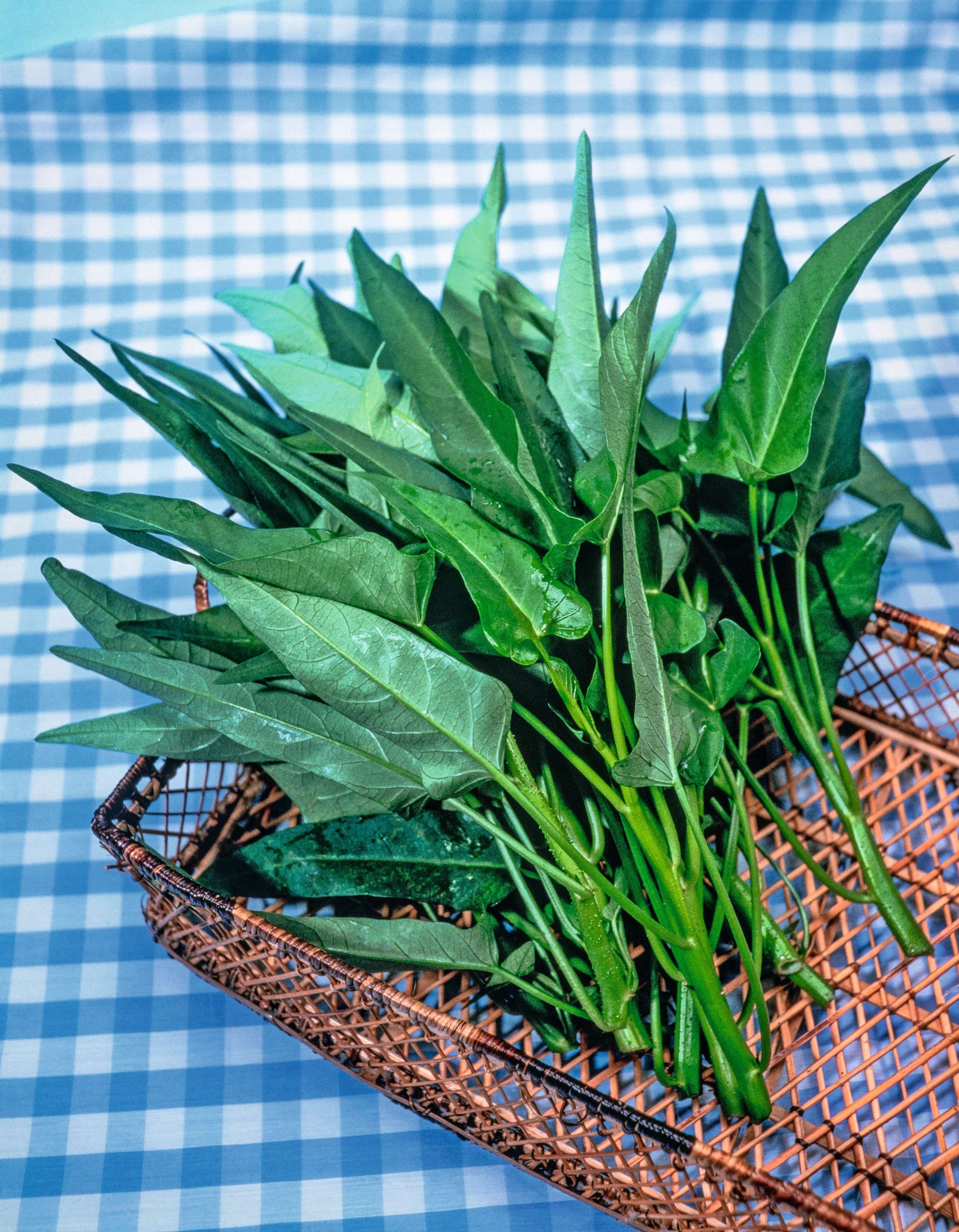 Water Spinach – Egmont Seeds