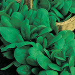 Spinach Teton Baby Spinach F1 Hyb