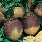Swede Purple Champion