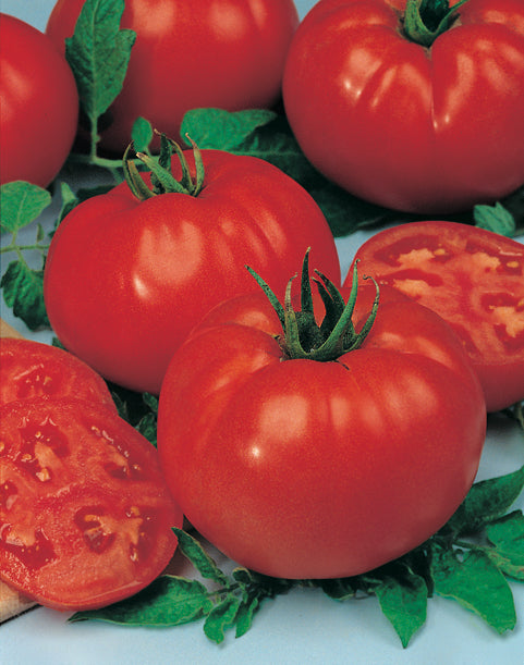 Tomato Big Beef F1 Hybrid – Egmont Seeds