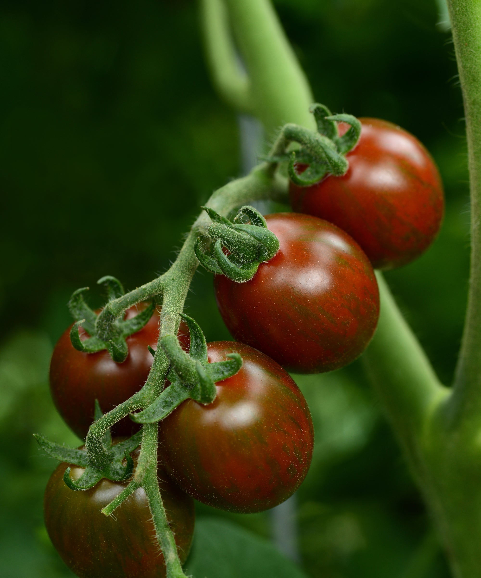 Tomato Chocolate Sprinkles F1 Hybrid