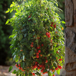 Tomato Topsy Tom F1 Hybrid