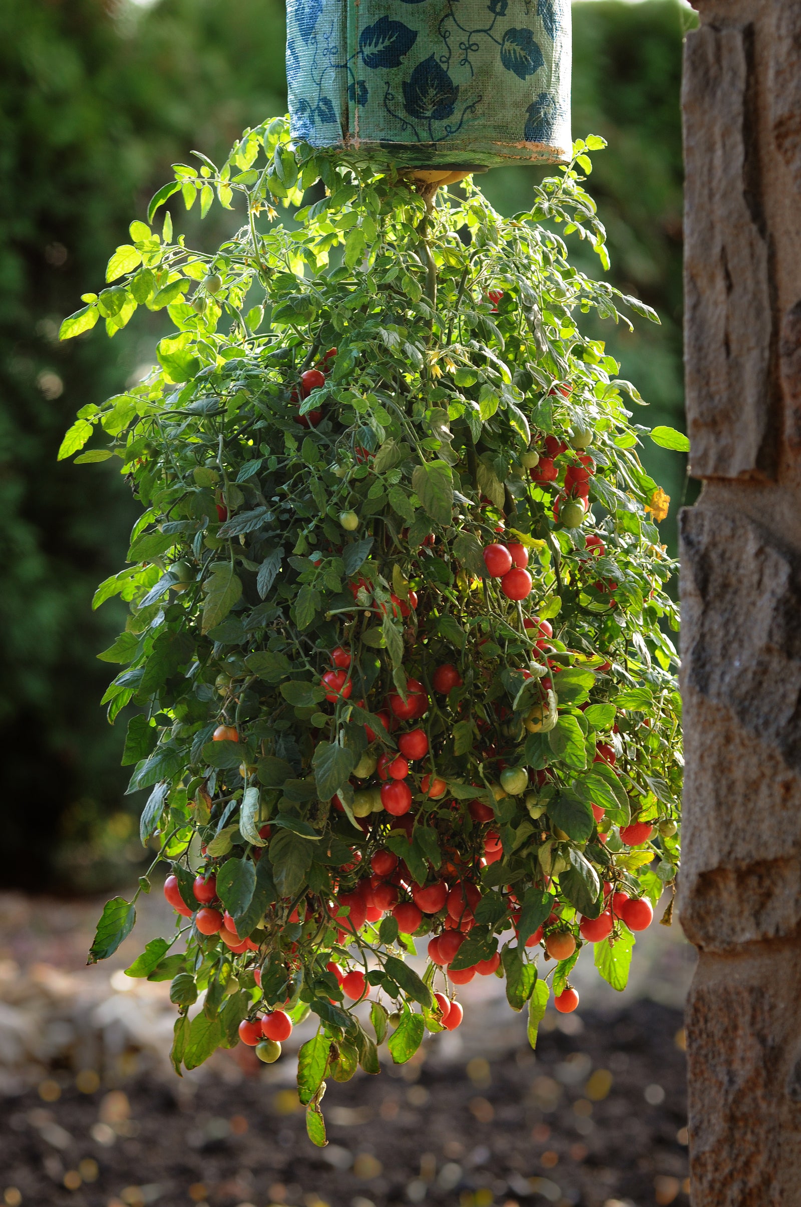 Tomato Topsy Tom F1 Hybrid