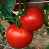 Tomato RuBee Goddess F1 Hybrid