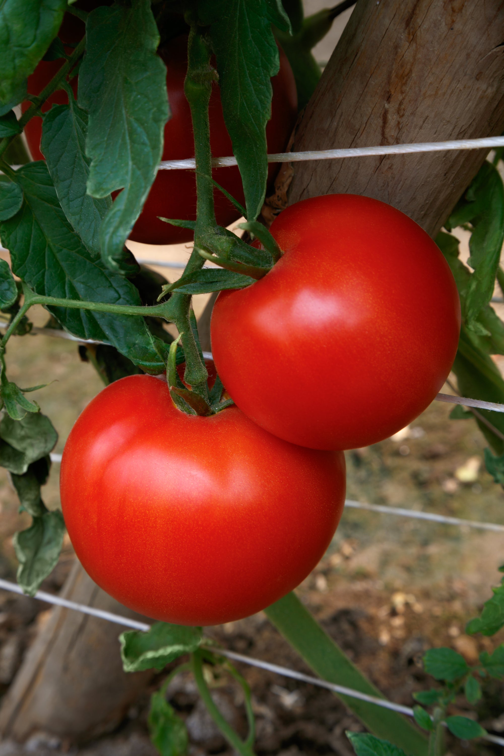 Tomato RuBee Goddess F1 Hybrid